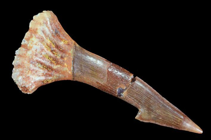 Cretaceous Giant Sawfish (Onchopristis) Rostral Barb #72737